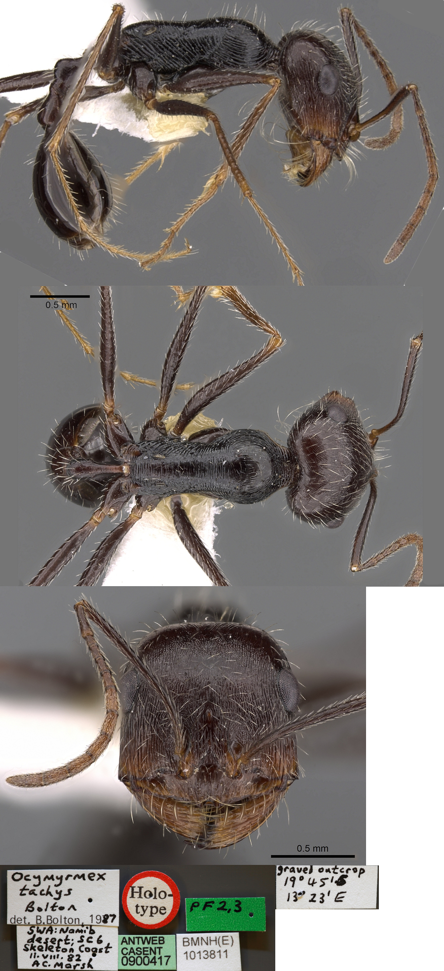 {Ocymyrmex tachys worker}