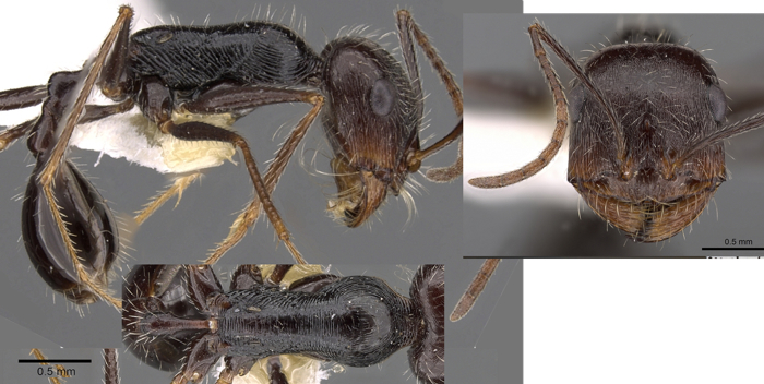 Ocymyrmex tachys