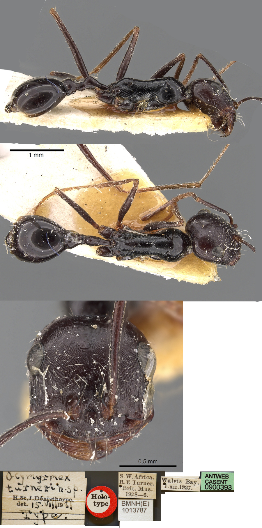 {Ocymyrmex turneri worker}