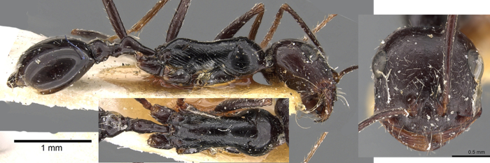 Ocymyrmex turneri