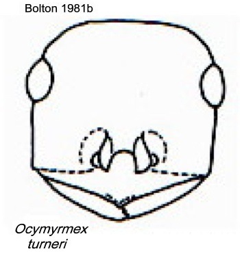 {Ocymyrmex turneri}