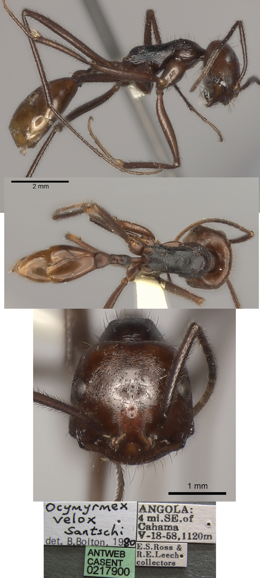 {Ocymyrmex velox}