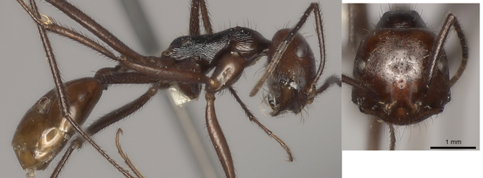 Ocymyrmex velox