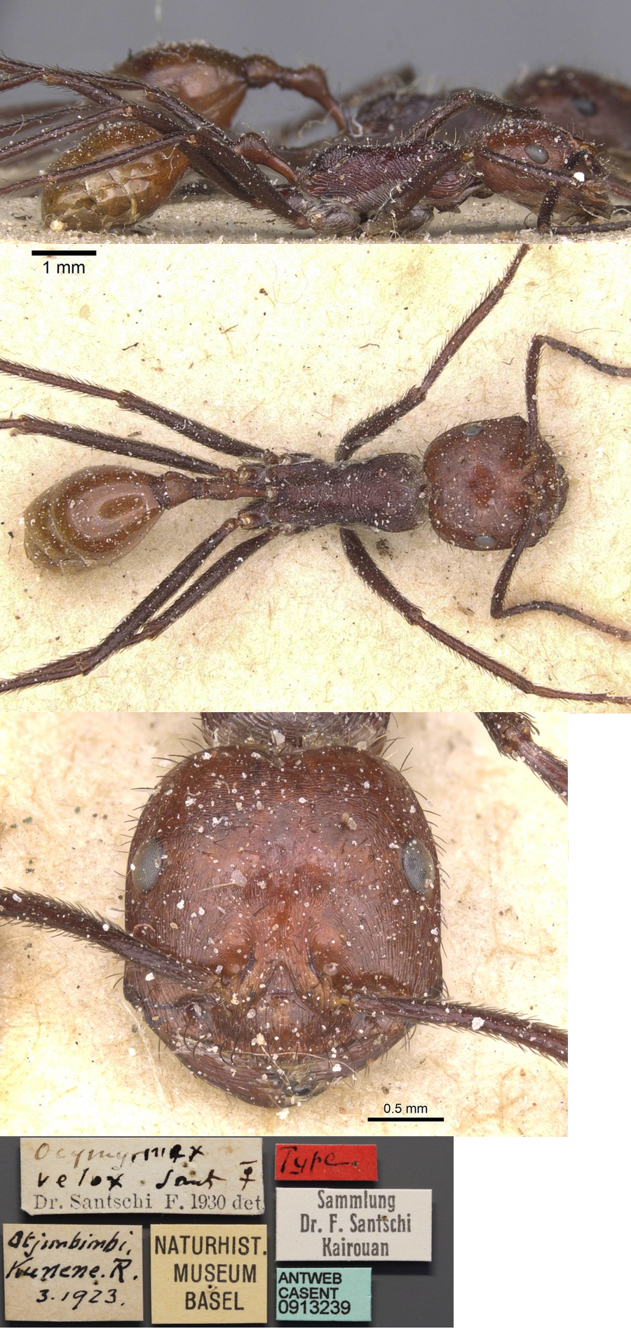 {Ocymyrmex velox}