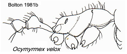 Ocymyrmex velox