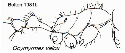 {Ocymyrmex velox}