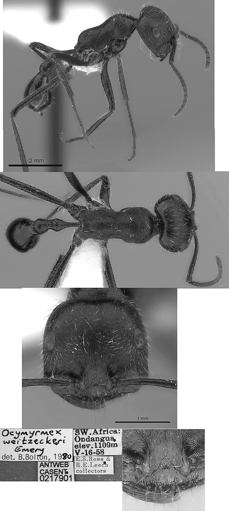 {Ocymyrmex weitzeckeri}