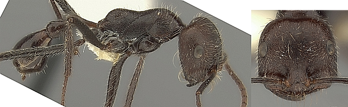 Ocymyrmex weitzeckeri