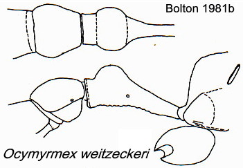 {Ocymyrmex weitzeckeri}