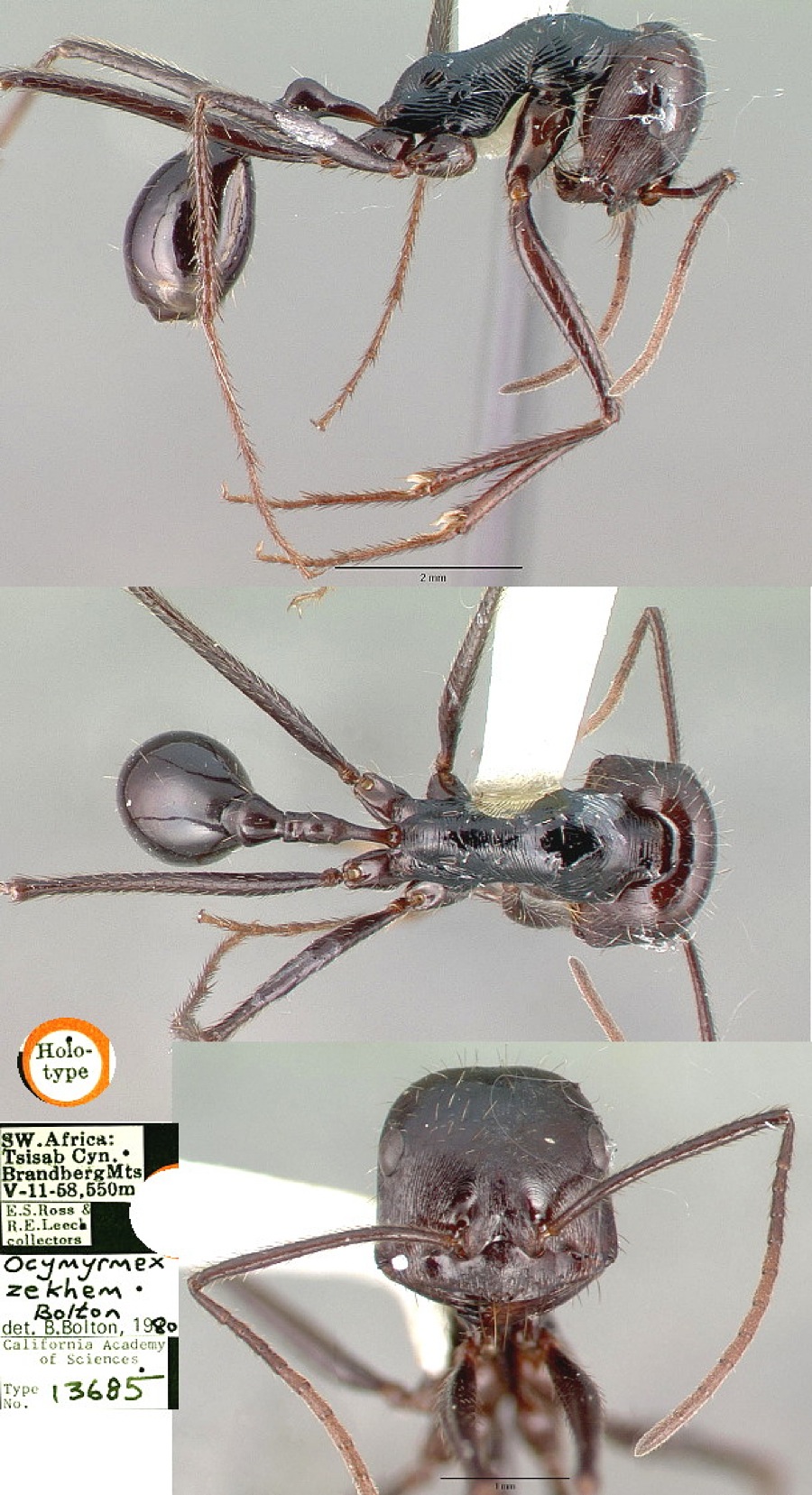 {Ocymyrmex zekhem}