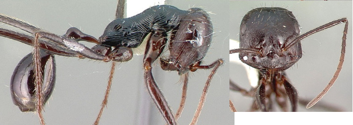 Ocymyrmex zekhem