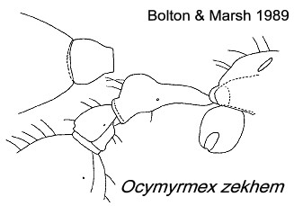 Ocymyrmex zekhem