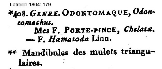 {Odontomachus genus definition}