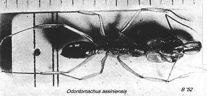 {Odontomachus assiniens flavescens}