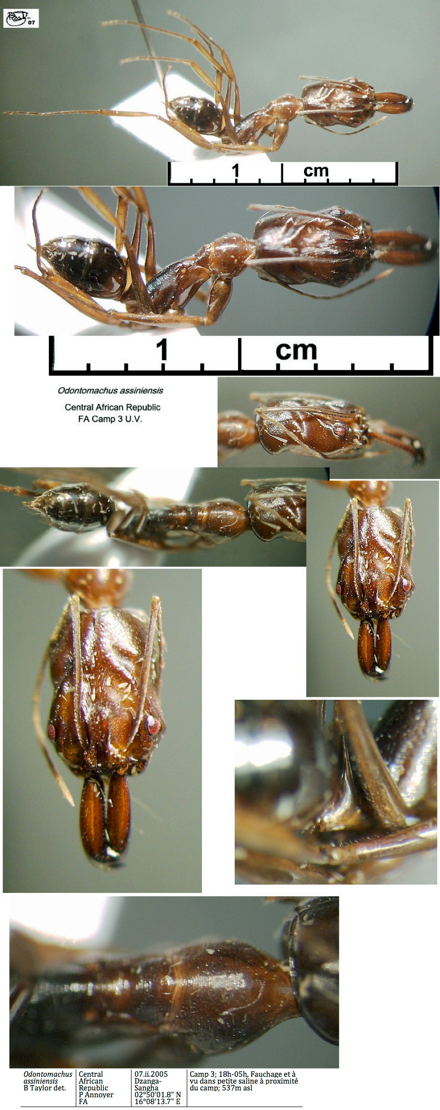 {Odontomachus assiniensis}