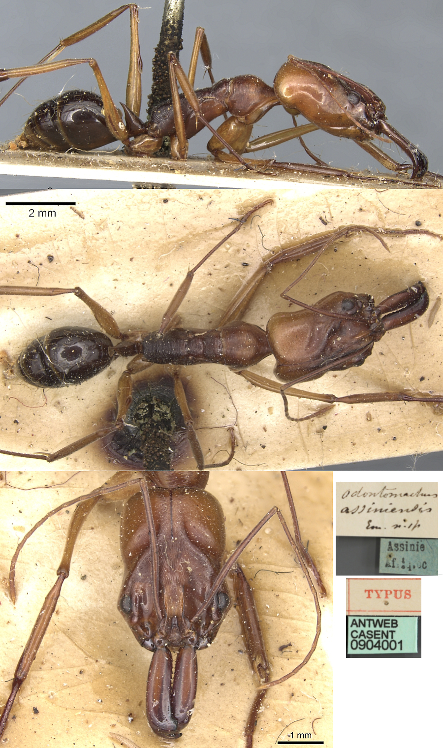 {Odontomachus assiniensis}