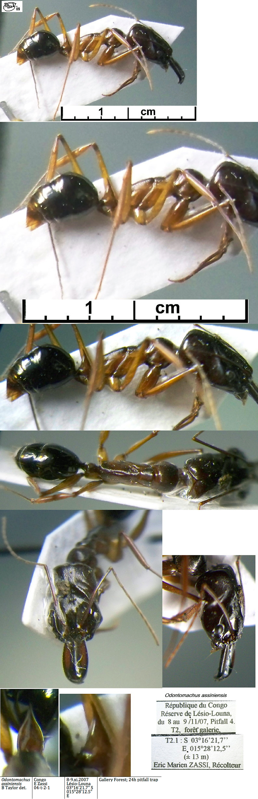 {Odontomachus assiniensis