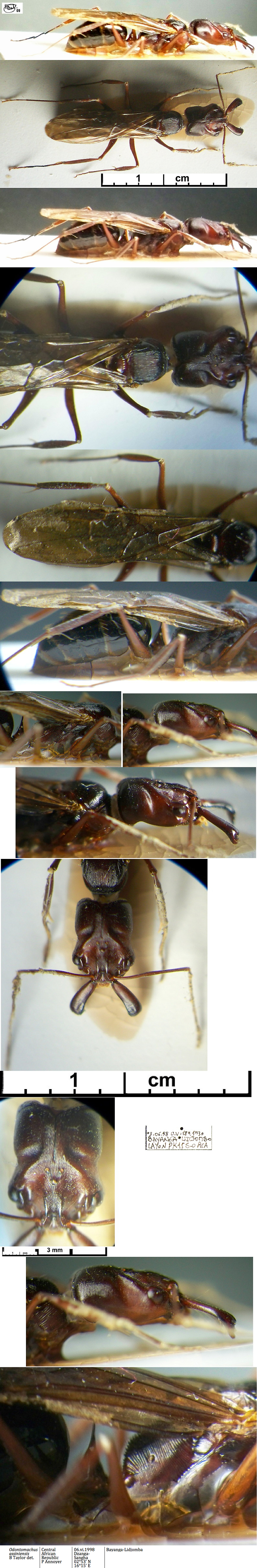 {Odontomachus assiniensis queen}
