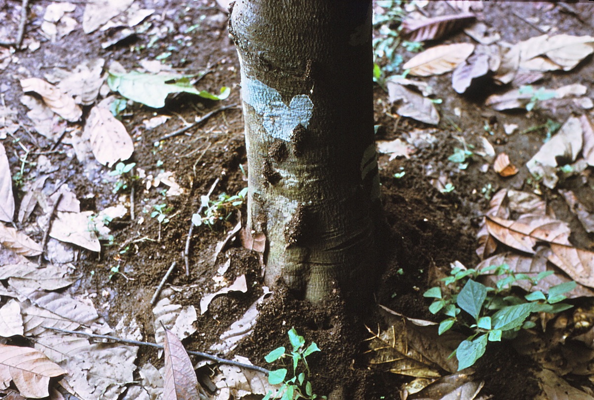 {Nest site of Odontomachus troglodytes}