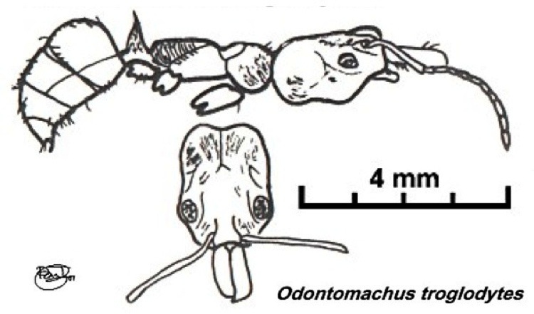 {Odontomachus troglodytes}