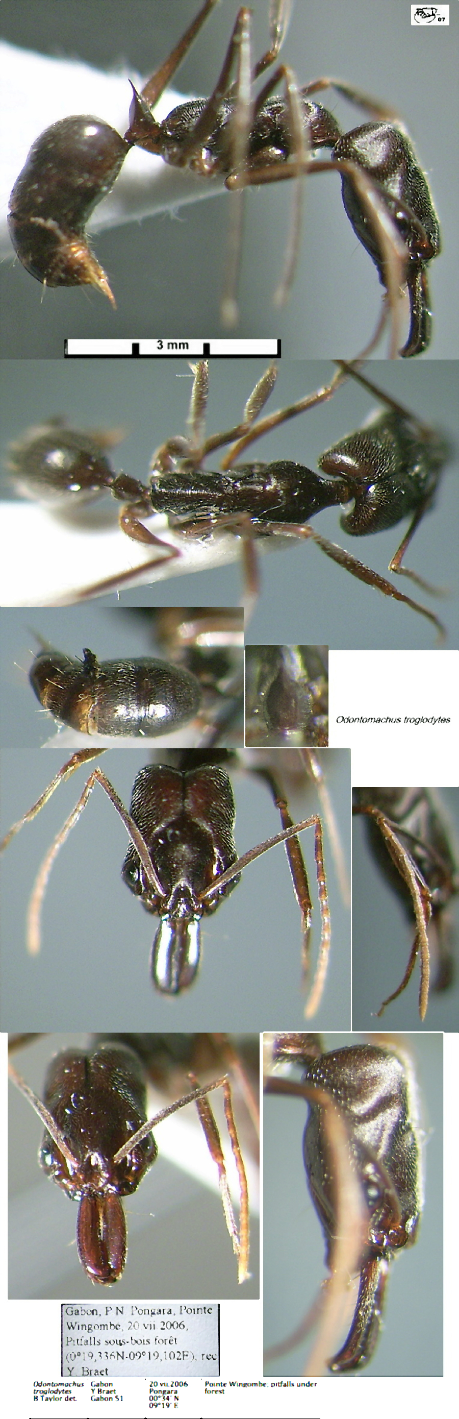 {Odontomachus troglodytes}