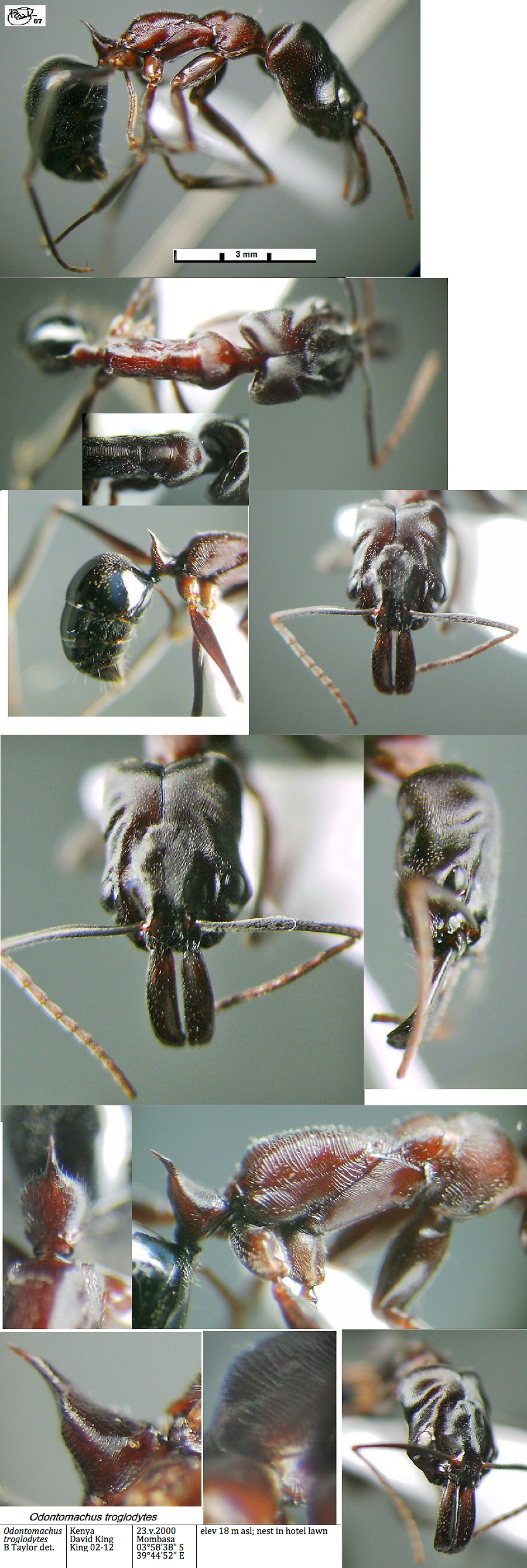 {Odontomachus troglodytes}