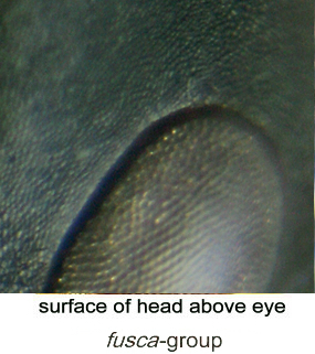 {short description of image}
