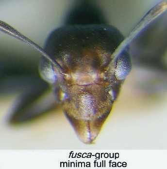 {short description of image}
