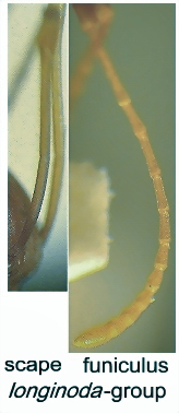{short description of image}