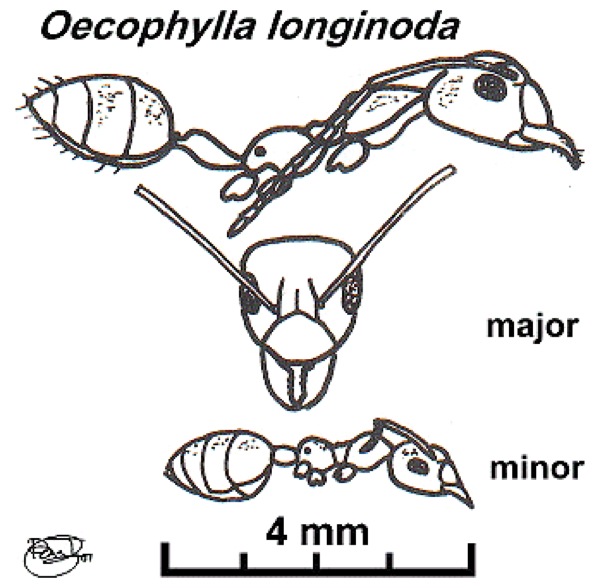 {Oecophylla longinoda in Nigeria}