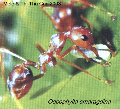 {Oecophylla smaragdina}