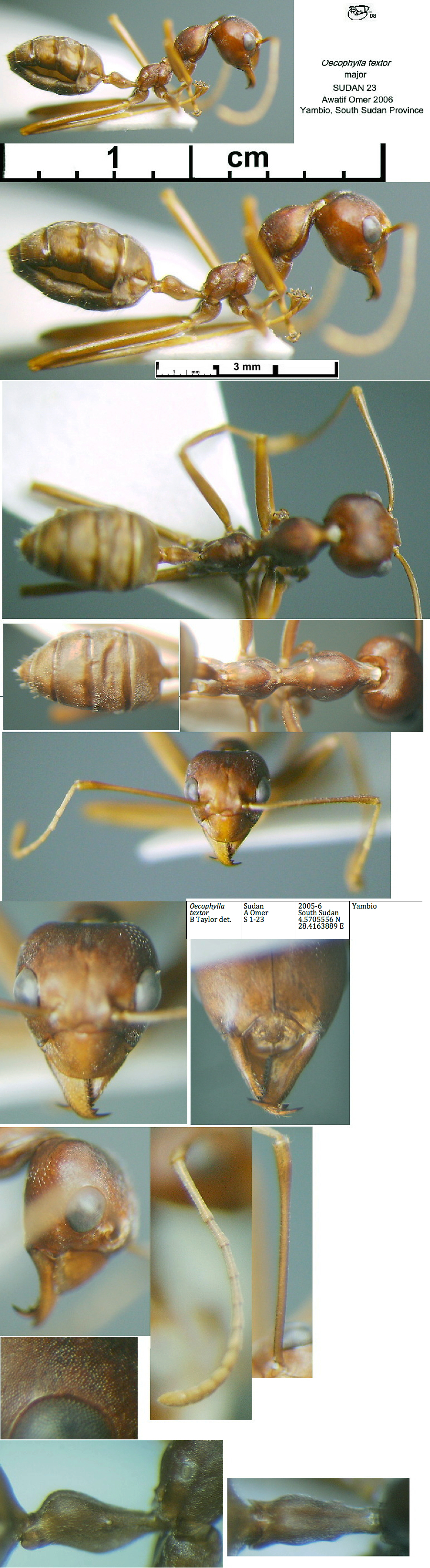 {Oecophyylla textor}