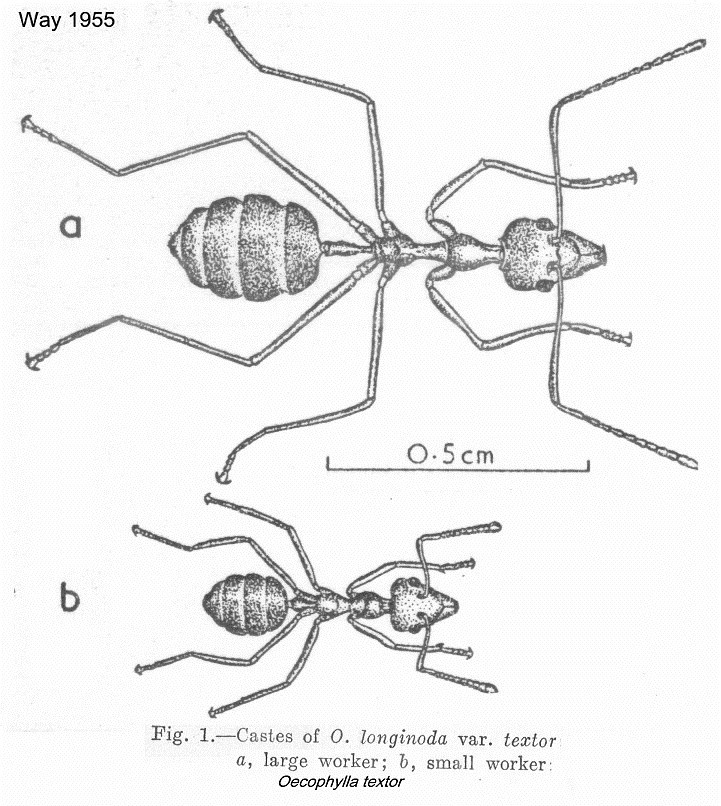 {Oecophylla textor}