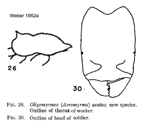 {Oligomyrmex acutus}