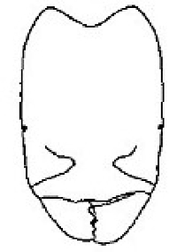 {Oligomyrmex acutus soldier face}