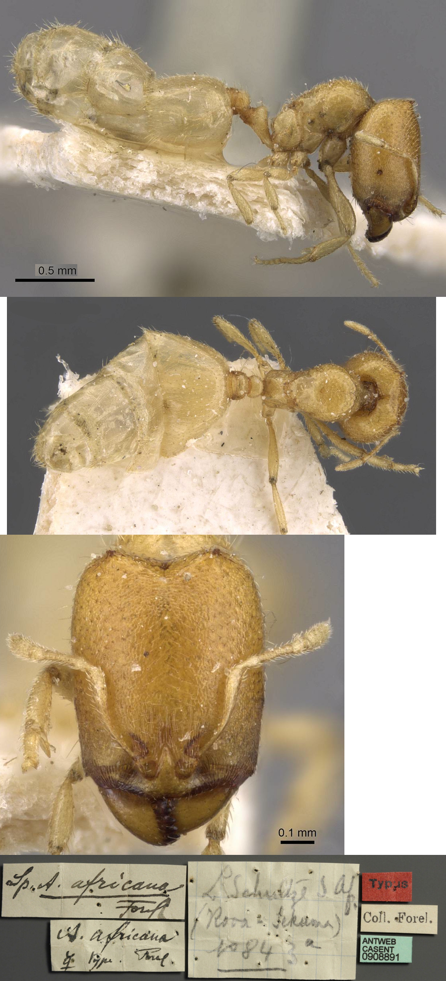 {Oligomyrmex africanus}