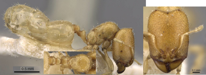 Oligomyrmex africanus