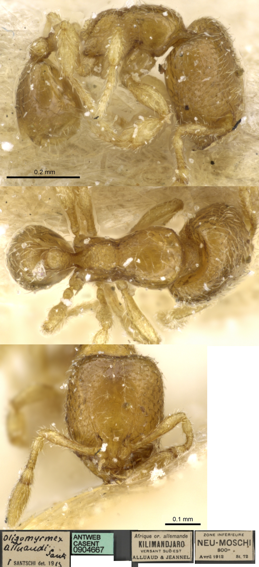 {Oligomyrmex alluaudi}