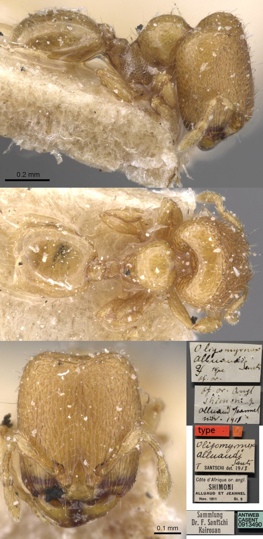 {Oligomyrmex alluaudi}