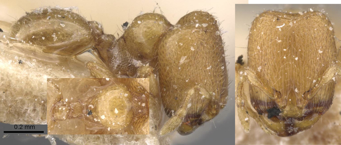 {Oligomyrmex alluaudi major}