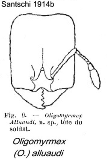 {Oligomyrmex alluaudi}