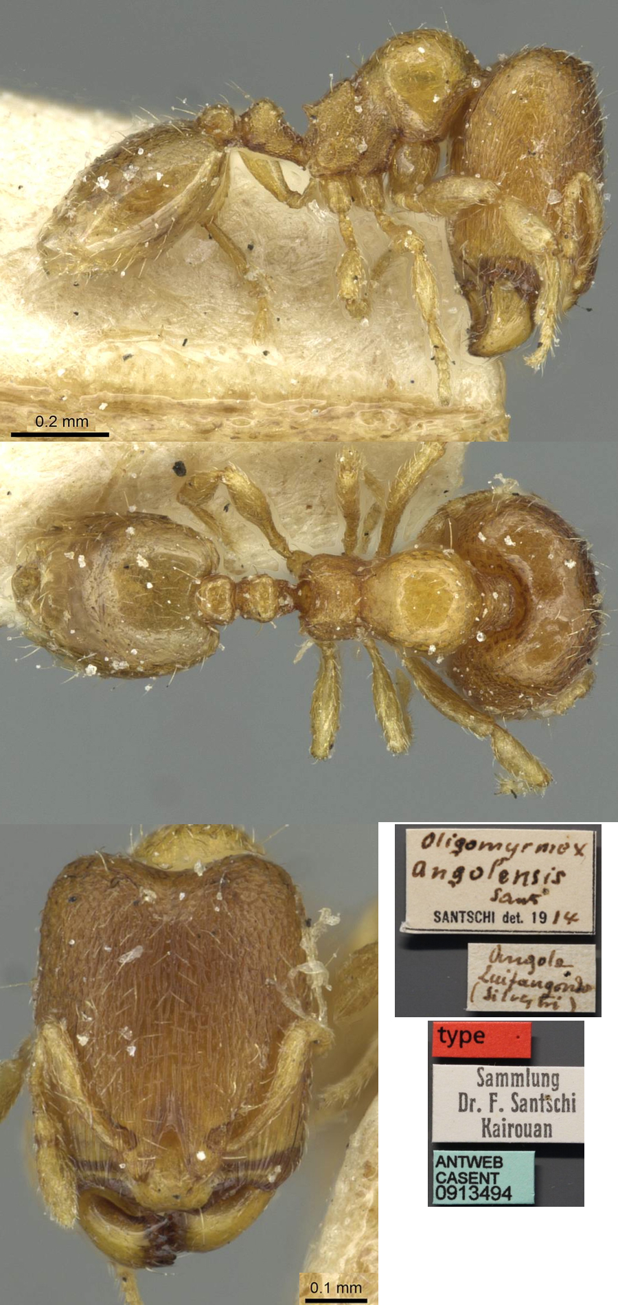 {Oligomyrmex angolensis}