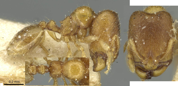 {Oligomyrmex angolensis}