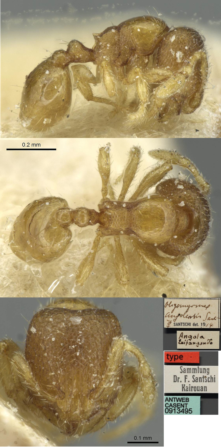 {Oligomyrmex angolensis}