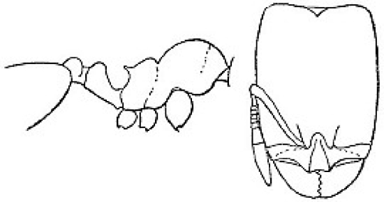 {Oligomyrmex angolensis}