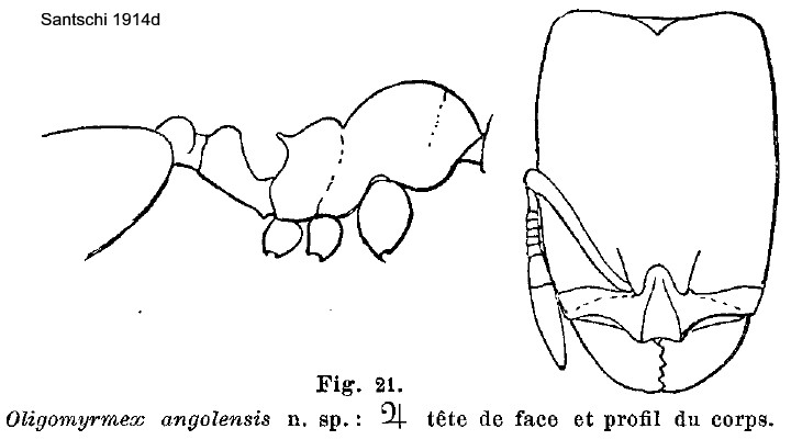 {Oligomyrmex angolensis}