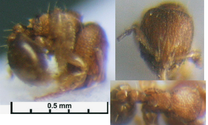 {Oligomyrmex angolensis minor}