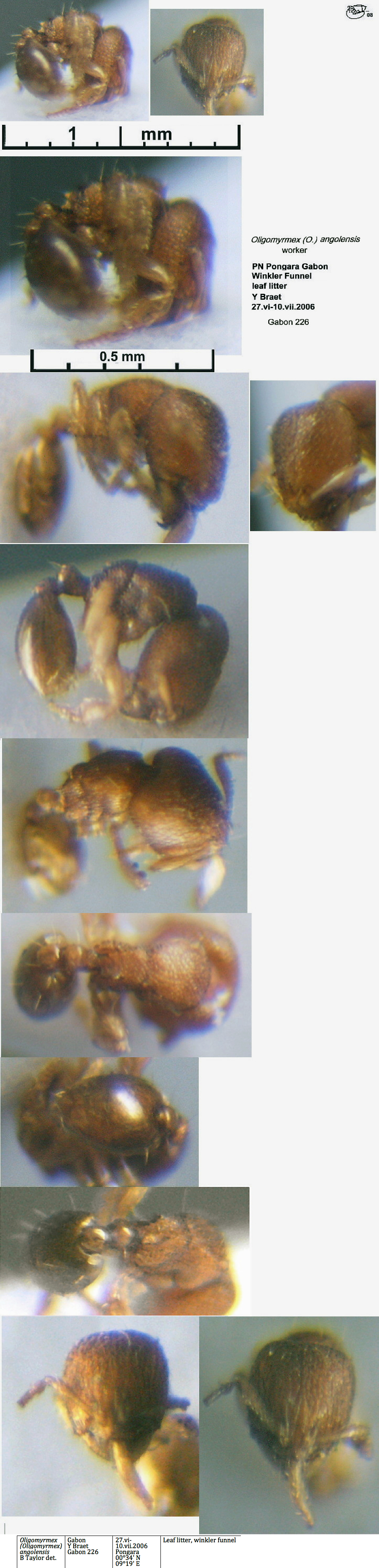 {Oligomyrmex angolensis worker}