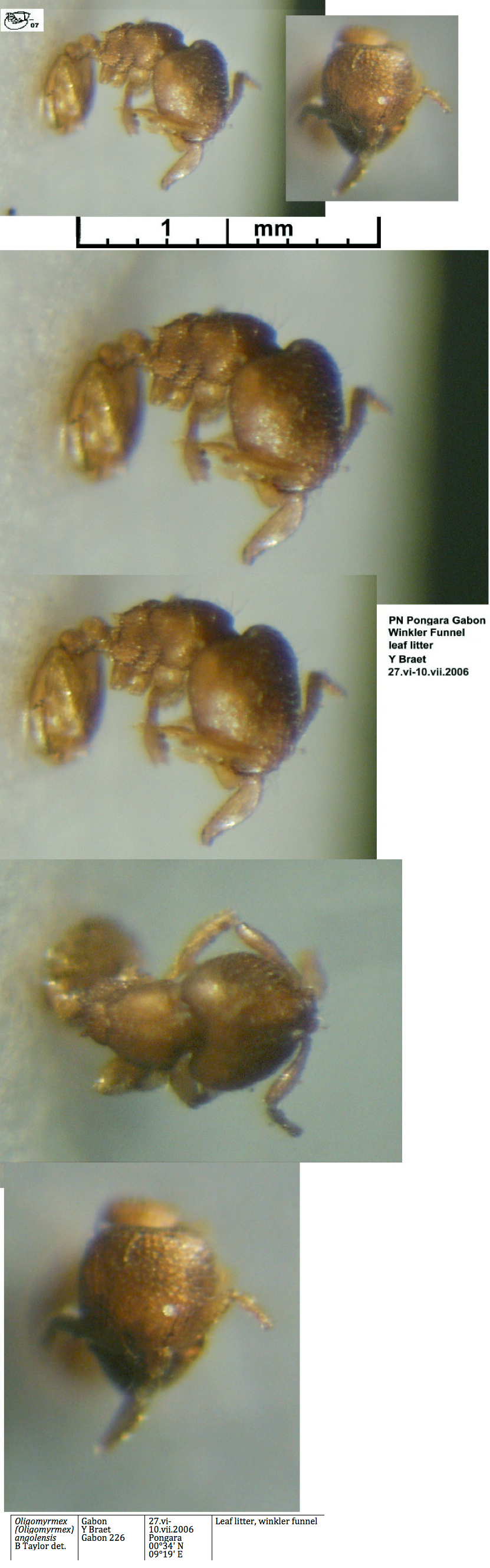 {Oligomyrmex angolensis worker}