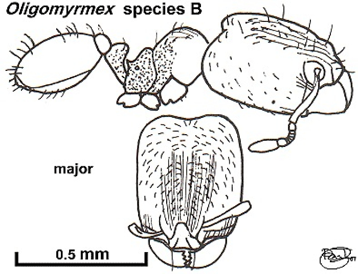 {Oligomyrmex species B}